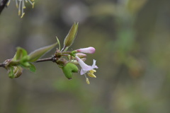 Lonicera fragrantissima
