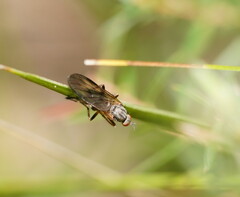 Empidoidea