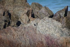 Haematopus fuliginosus