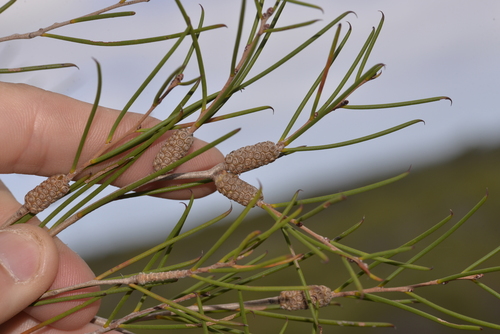 Melaleuca concreta observed 2022-07-15
