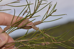 Melaleuca atroviridis