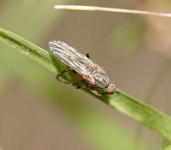 Empidoidea