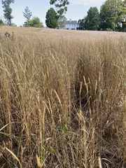 Elymus virginicus