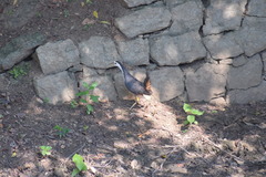 Amaurornis phoenicurus