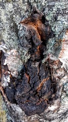 Inonotus obliquus sterilis