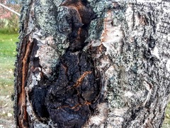 Inonotus obliquus sterilis