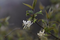 Lonicera fragrantissima
