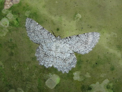Epimecis