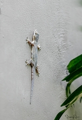 Hemidactylus platyurus