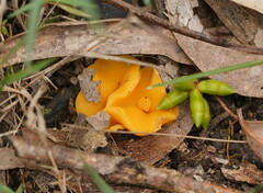 Phaeohelotium baileyanum