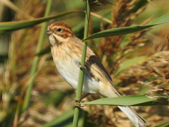 Emberiza schoeniclus