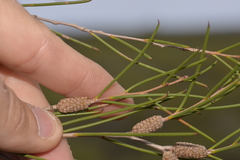 Melaleuca atroviridis