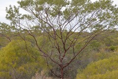 Acacia rhodophloia