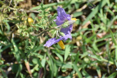 Solanum virginianum