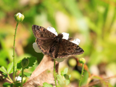 Erynnis horatius
