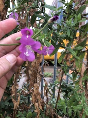 Epilobium hirsutum