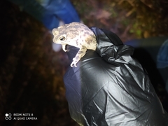 Rhinella humboldti