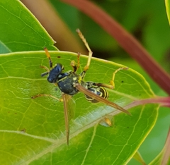 Polistes