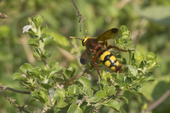 Scolia picteti