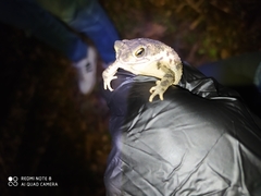 Rhinella humboldti