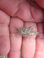 Rytidosperma caespitosum