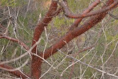 Acacia rhodophloia