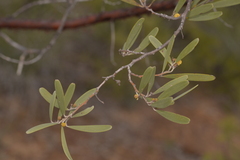 Acacia rhodophloia