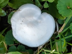 Leucocybe connata