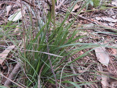 Rytidosperma caespitosum