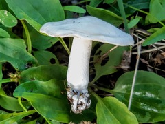 Leucocybe connata