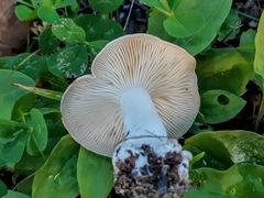 Leucocybe connata