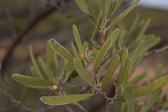 Acacia rhodophloia