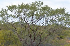 Acacia rhodophloia