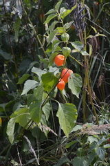 Alkekengi officinarum