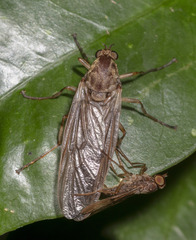Chiromyzinae