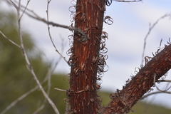 Acacia rhodophloia