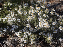 Olearia
