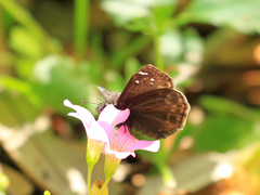 Erynnis horatius