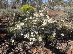 Olearia