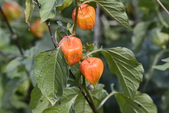 Alkekengi officinarum