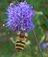 Epistrophe grossulariae