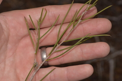Melaleuca atroviridis