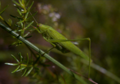 Phaneroptera falcata