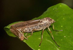 Chiromyzinae