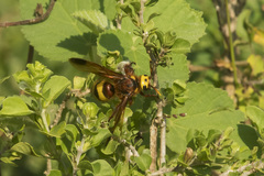 Scolia picteti