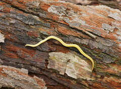 Fletchamia mediolineata