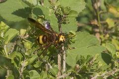 Scolia picteti