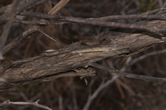 Melaleuca atroviridis