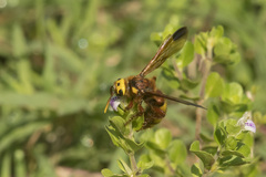 Scolia picteti