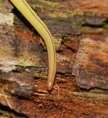 Fletchamia mediolineata